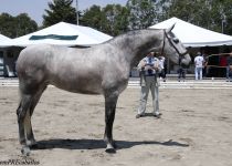 SF TROVADORA, DE YEGUADA SAN NICOLAS, ORO EN YEGUAS DE 4 A